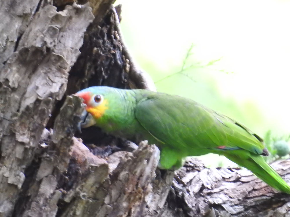 Conservaciãn de loros un desafão comunitario