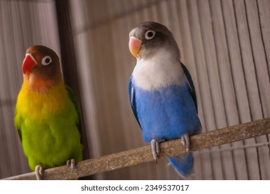 Imãgenes fotos de stock objetos en d y vectores sobre loro cabeza azul