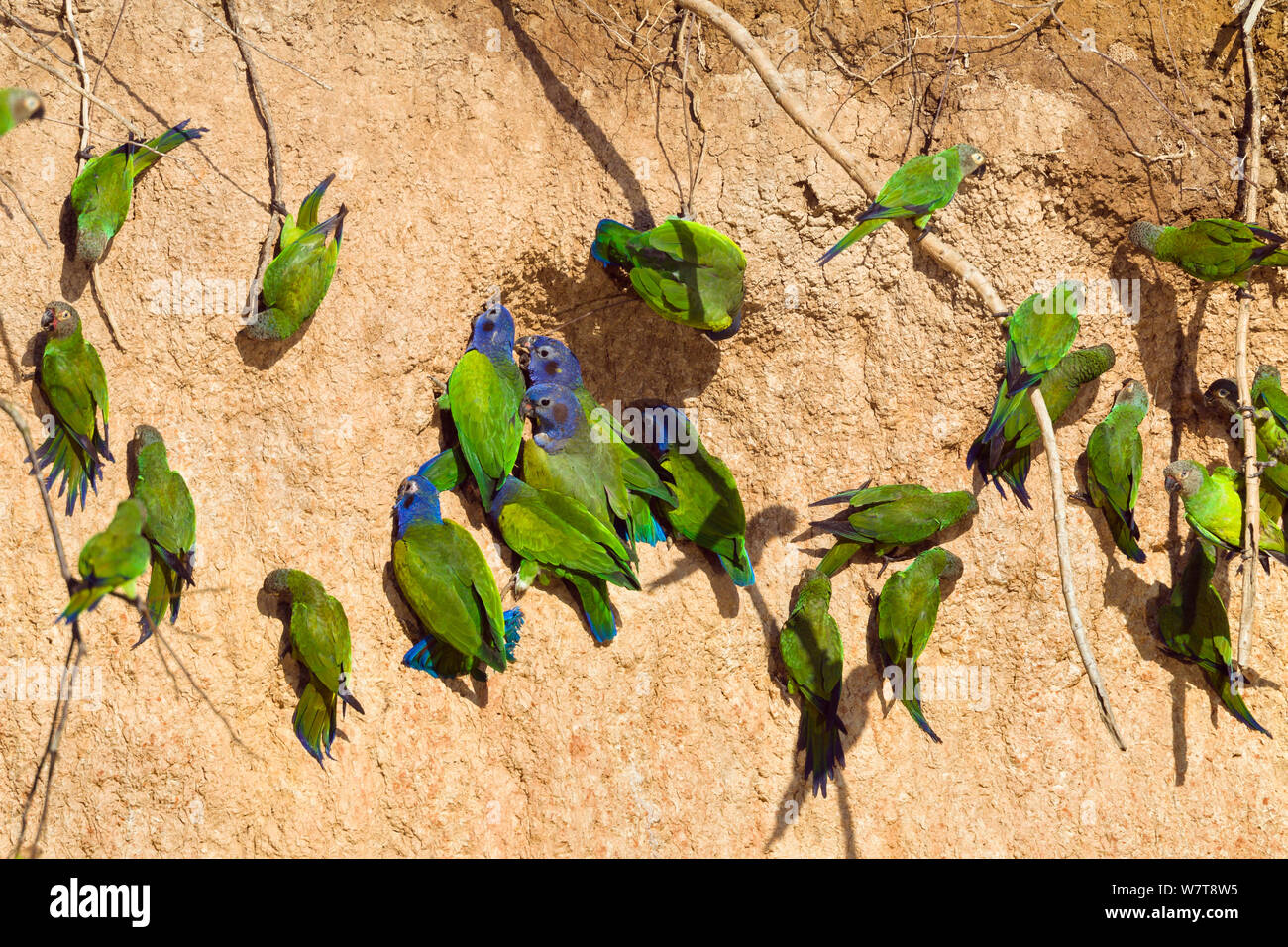 Loros neotropical fotografãas e imãgen de alta roluciãn