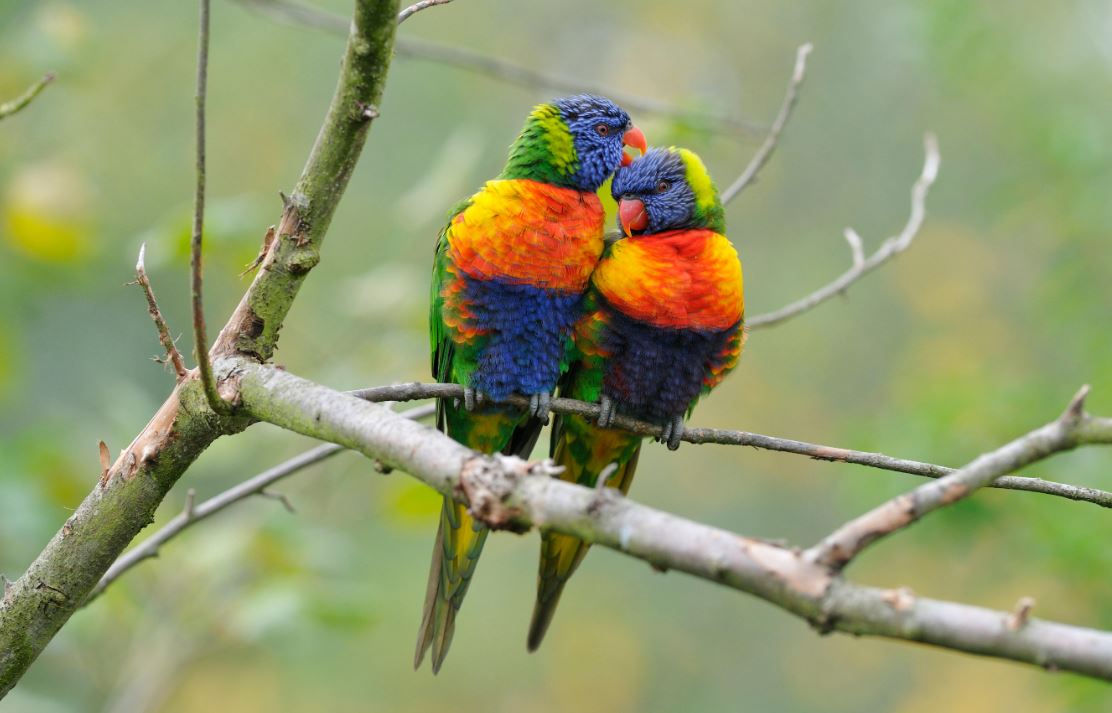 Asã evolucionã el plumaje multicolor del loro arcoãris