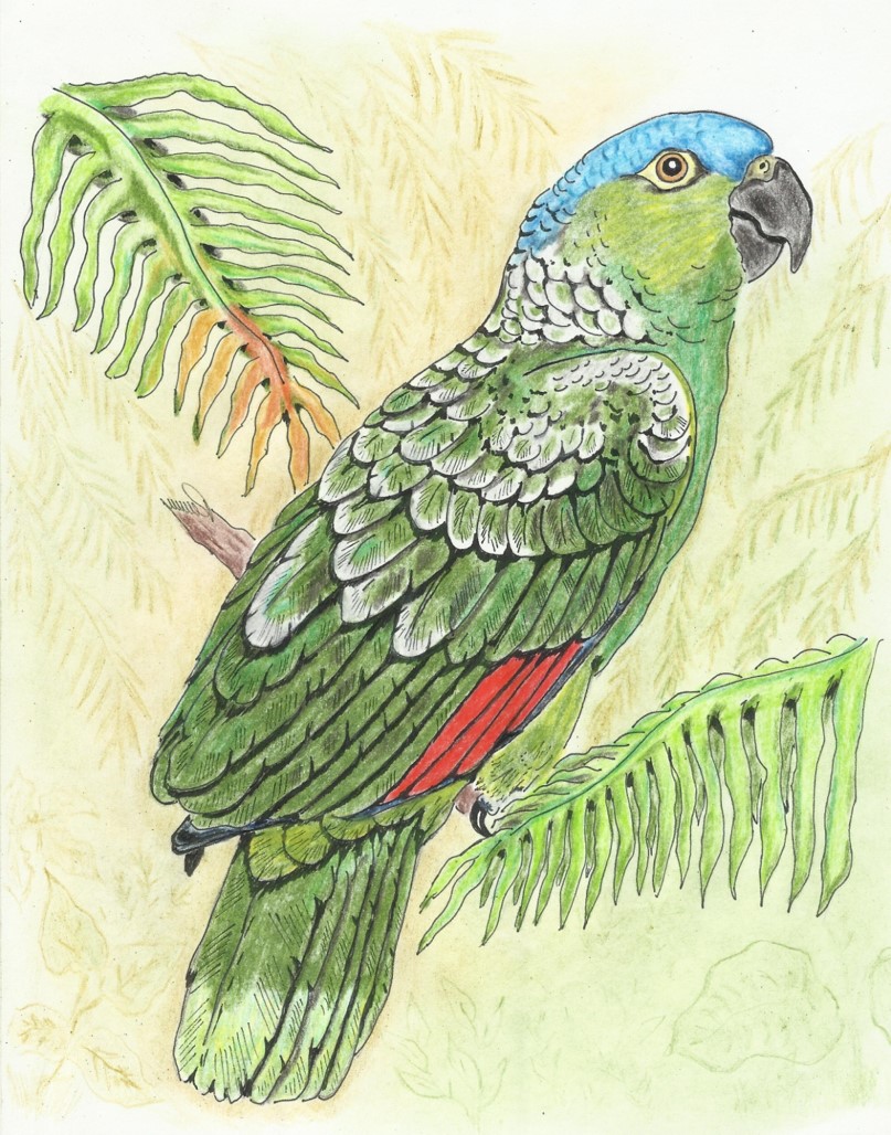 Loro de cabeza azul amazona farinosa guatemalae â vertebrados vida y costumbres