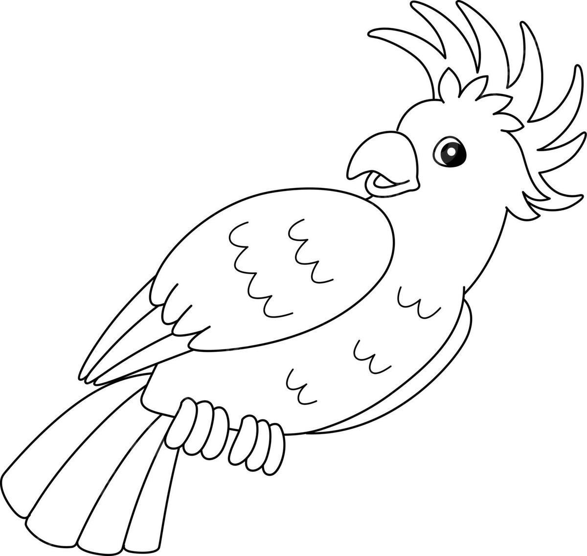 Dibujo de cacatãºa animal pãgina para colorear aislado niãos fondo loro plumas vector png dibujos dibujo de animal dibujo de plumas dibujo de anillo png y vector para dcargar gratis