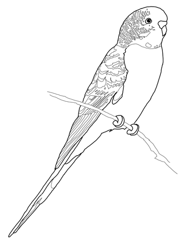 Pãjos gentinos loro bird coloring pages coloring pages animal coloring pages