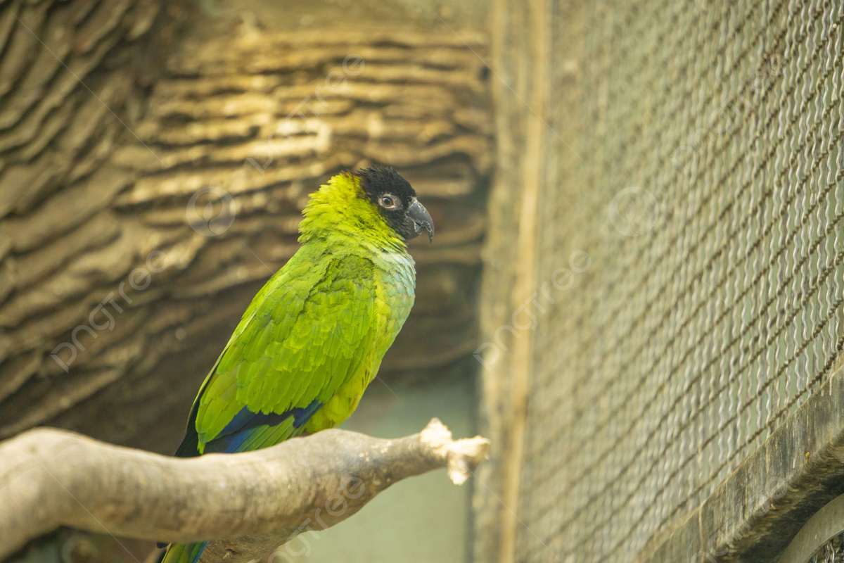 Fondo foto de fotografãa de loro verde de cabeza negra e imagen para dcarga gratuita