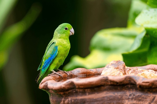 Imãgenes fotos de stock objetos en d y vectores sobre blue winged parrotlet