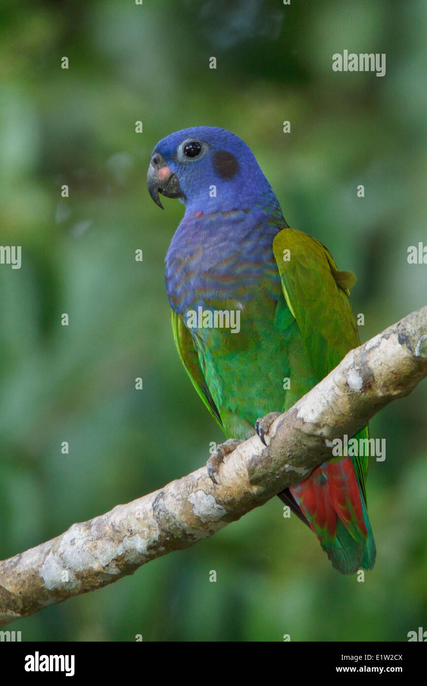 Loro de cabeza azul fotografãas e imãgen de alta roluciãn