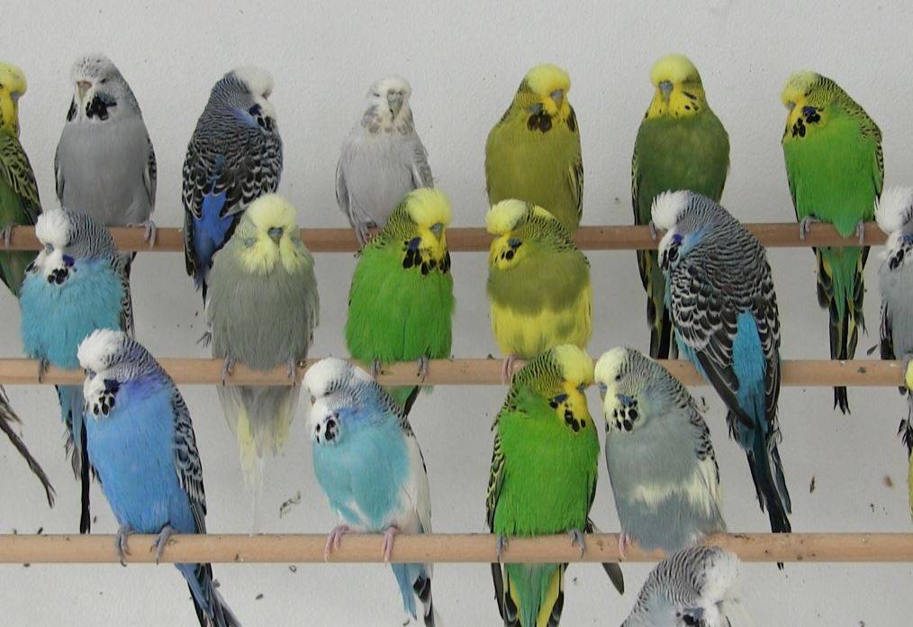 Verd azul o amarillas un solo gen colorea las plumas de los periquitos