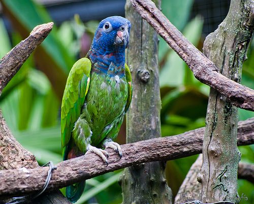 Loro cabeza azul pet birds bird species beautiful birds