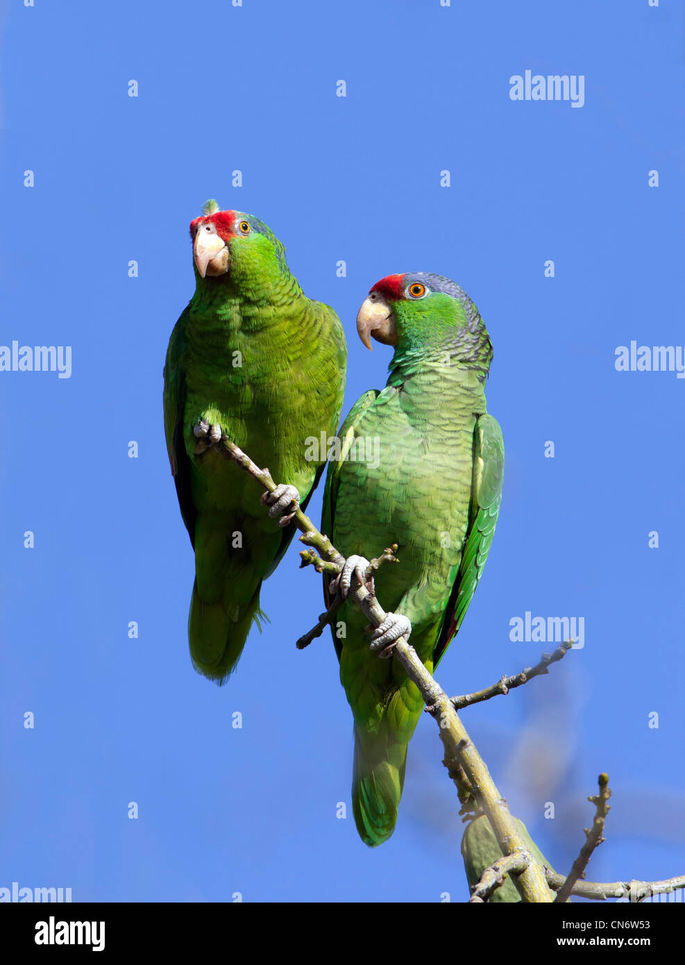 Loros de cabeza roja fotografãas e imãgen de alta roluciãn