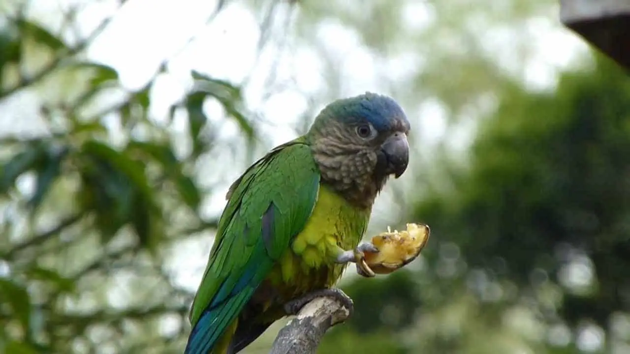 Ã loro cabeza azul ãcaracterãsticas alimentaciãn reproducciãn y mãs