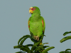 Loros y pericos de oaxaca