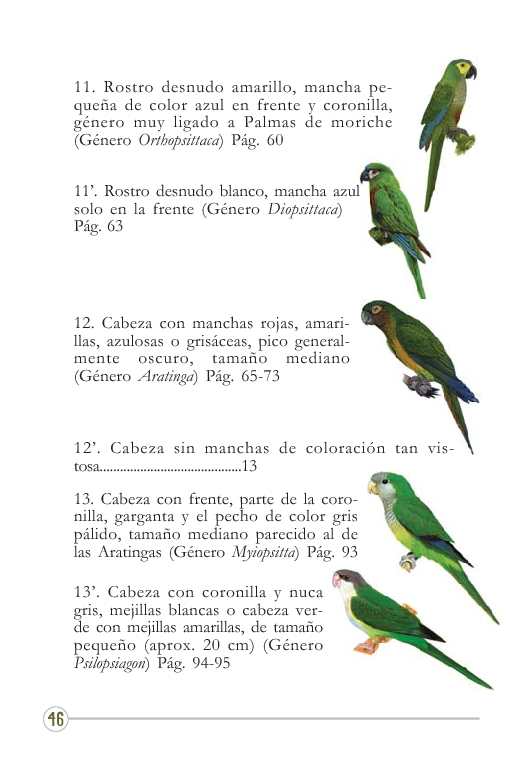 Loros pericos guacamayas