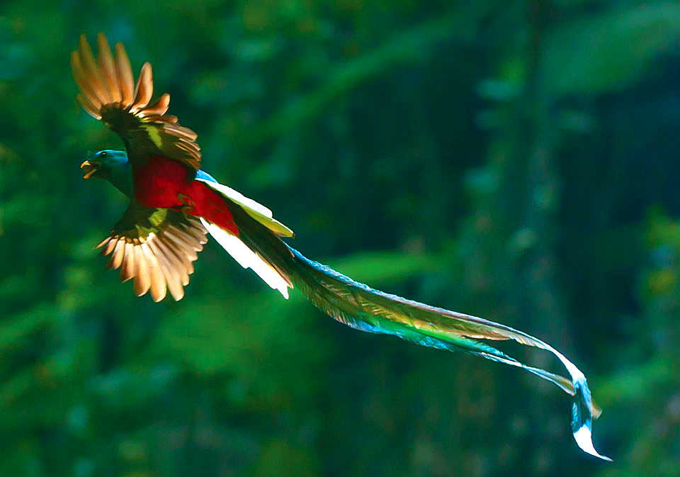 Aves de guatemala