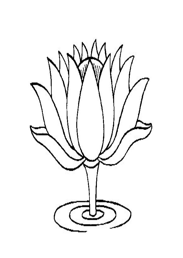 Coloring pages lotus flower drawings coloring pages