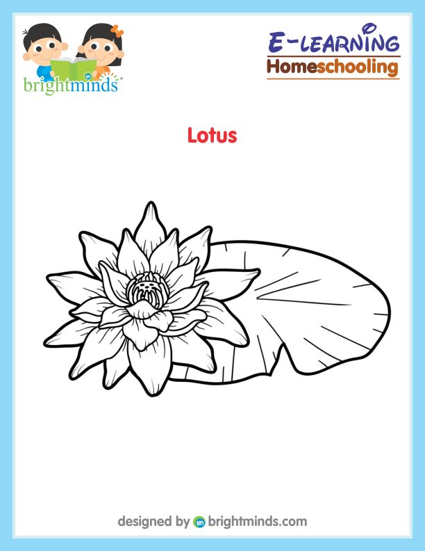 Lotus coloring sheet bright minds platform