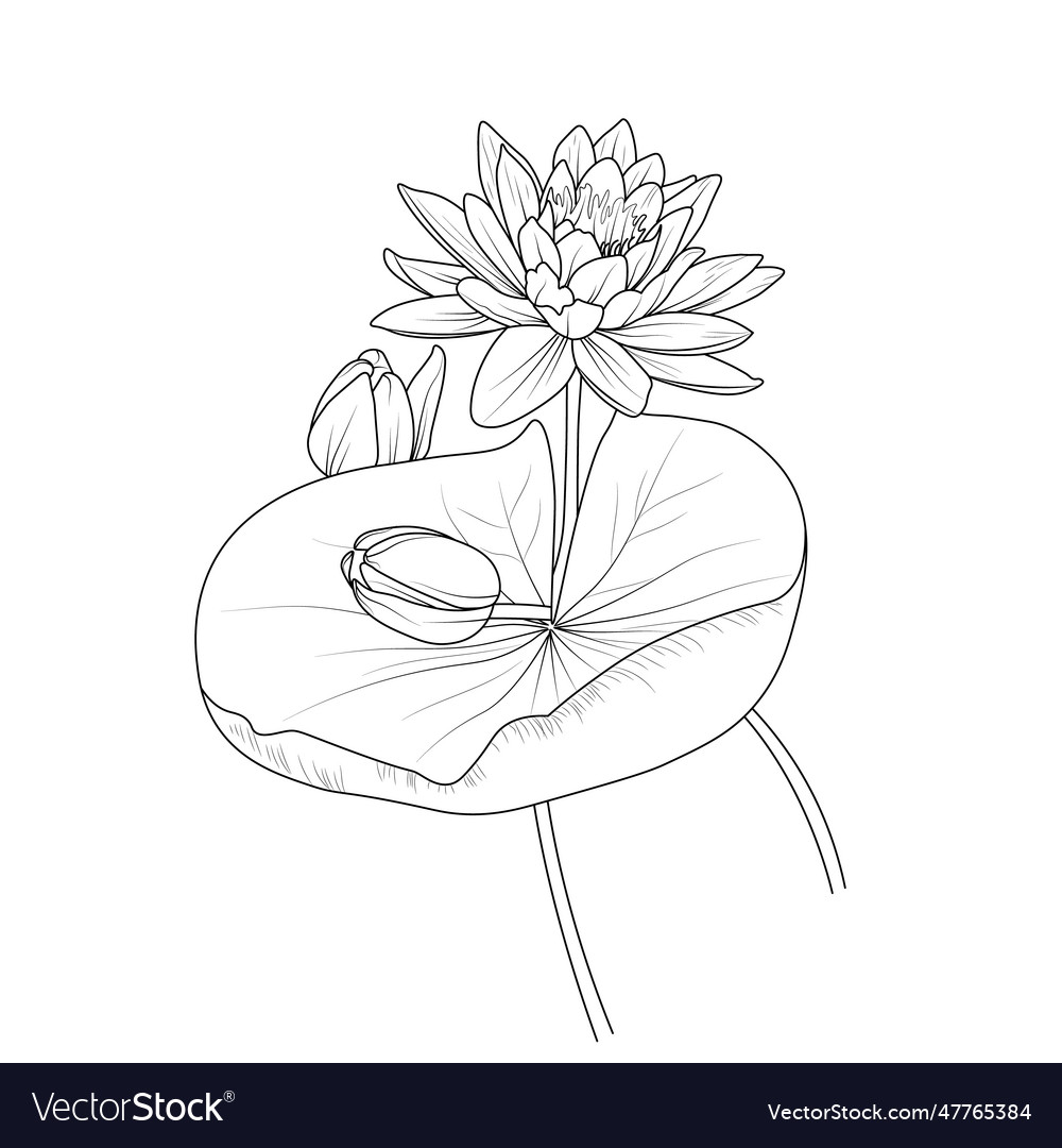 Artistic lotus pencil drawing coloring page vector image