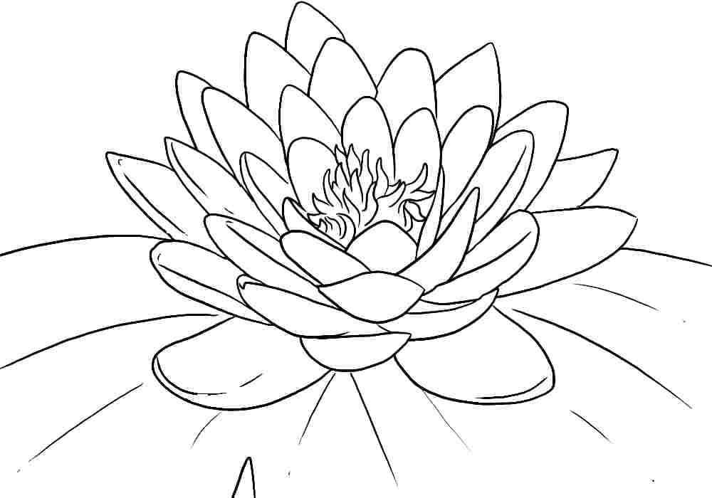 Amazing lotus flower coloring page