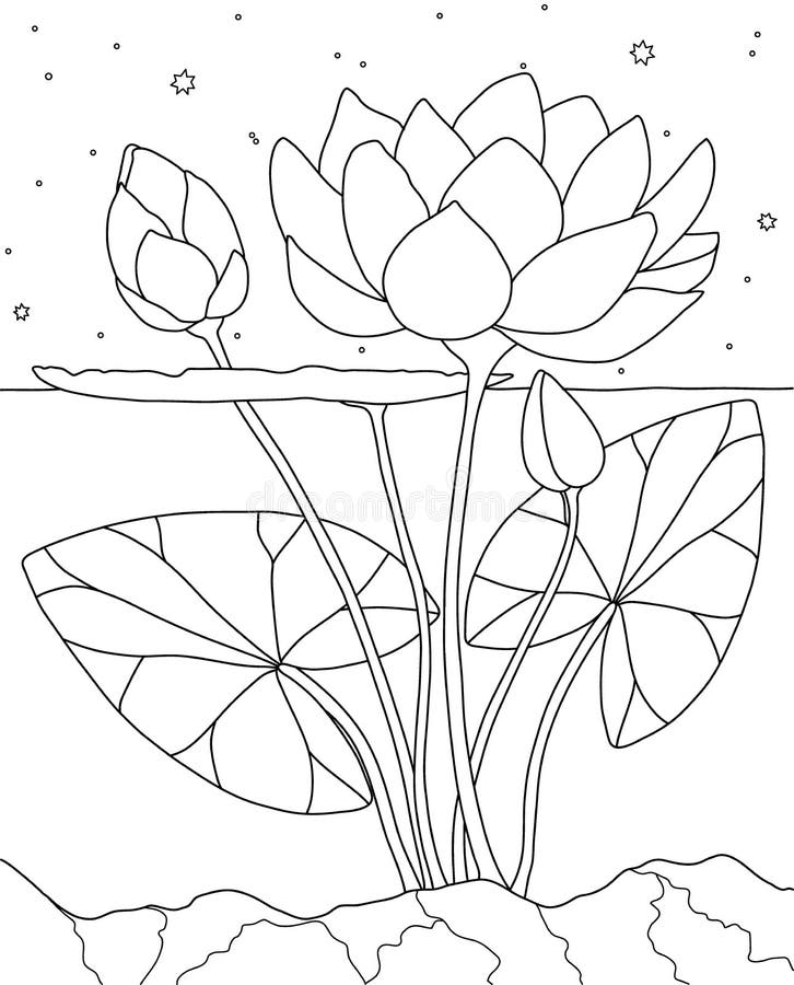 Lotus coloring page stock illustrations â lotus coloring page stock illustrations vectors clipart