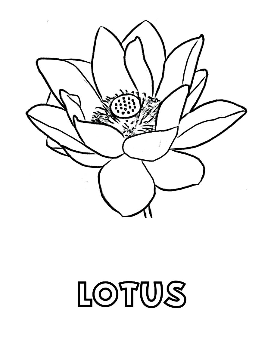 Free printable lotus coloring pages for kids