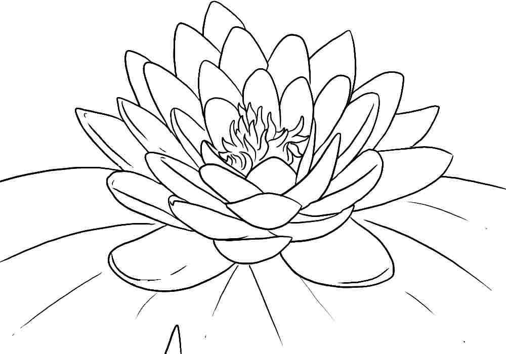 Free printable lotus coloring pages for kids pãginas para colorear de flores flor de loto dibujo contorno de la flor