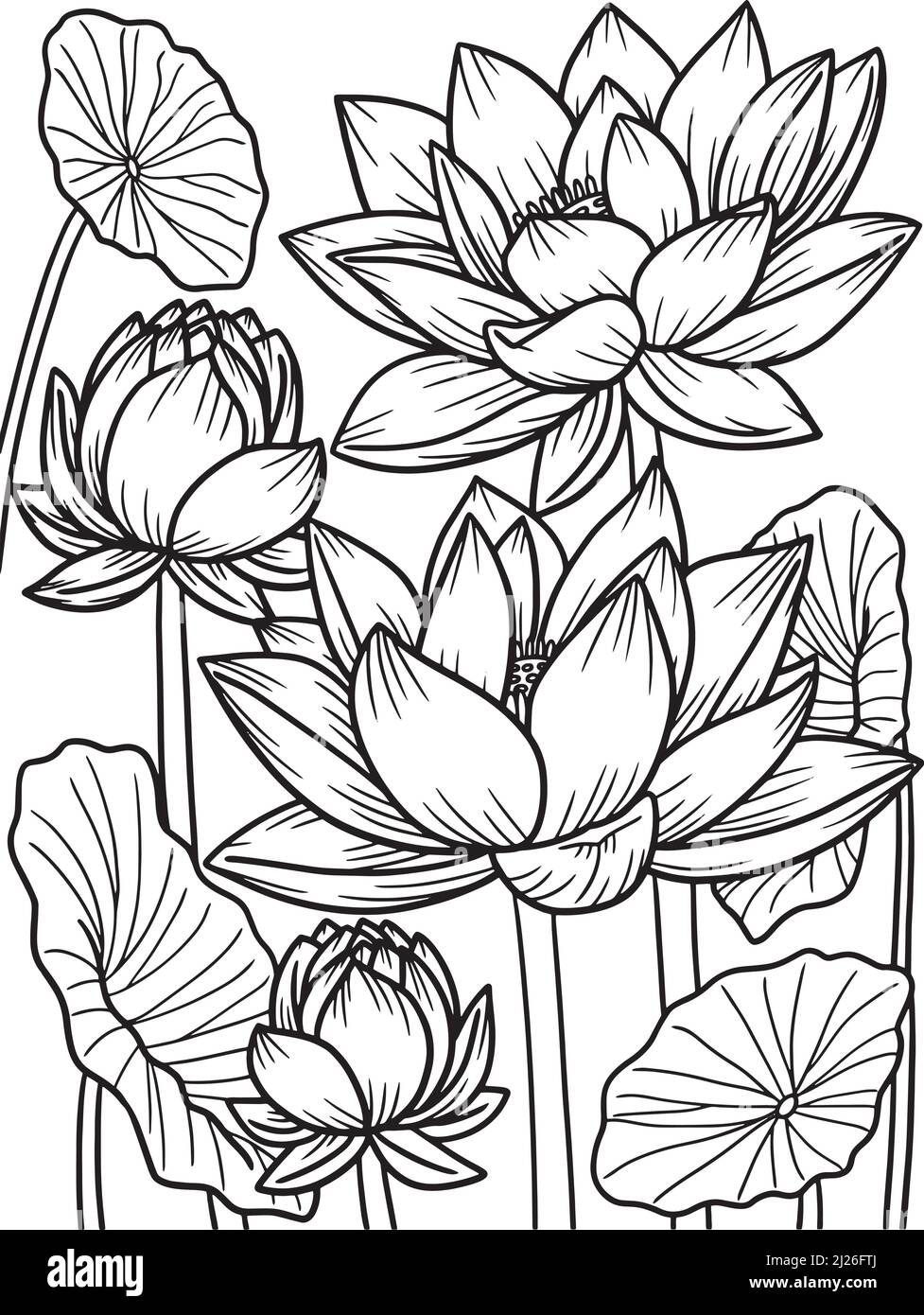 Lotus flower coloring page for adults stock vector image art