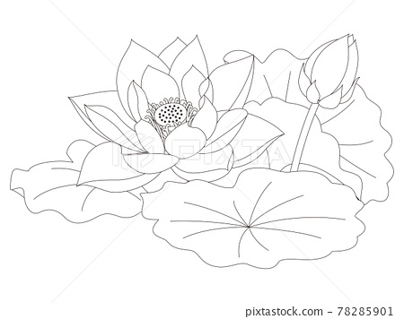 Flower coloring book lotus flower