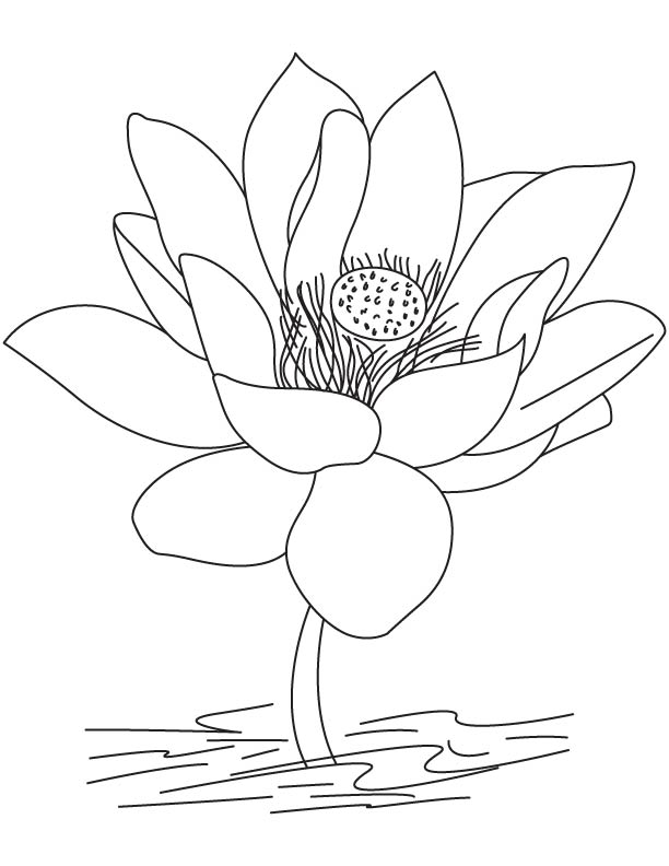 Beautiful lotus flower coloring page download free beautiful lotus flower coloring page for kids best coloring pages