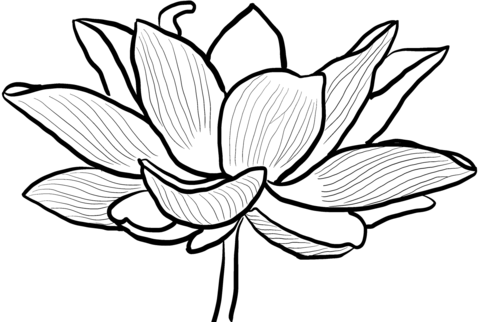Lotus coloring pages free coloring pages