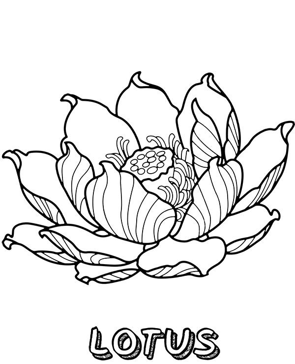 Coloring pages lotus flower coloring page to print