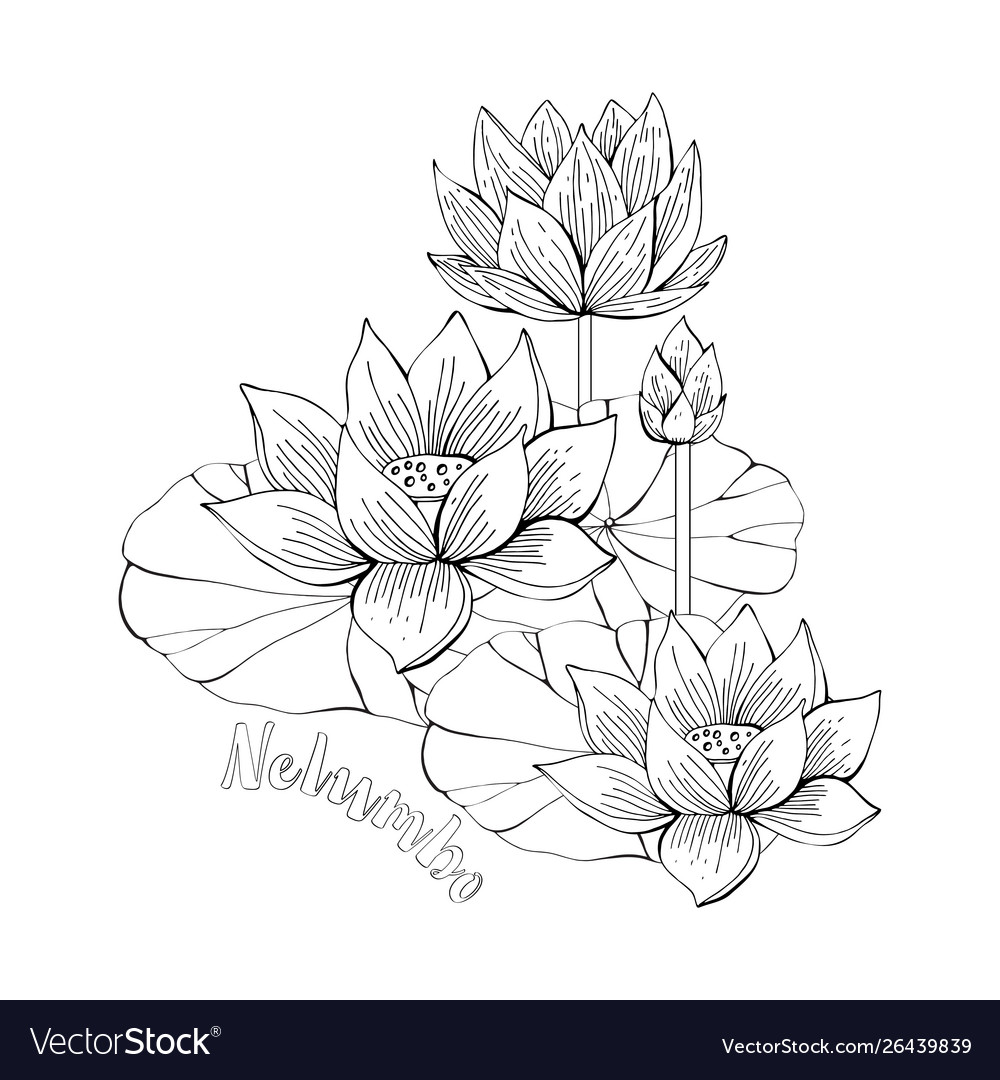 Coloring pages with lotus flowers entangle vector image