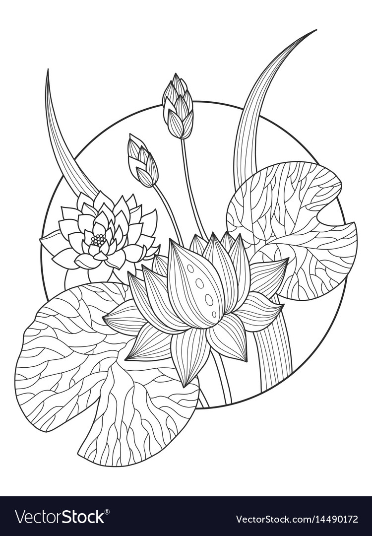 Lotus flower coloring book royalty free vector image