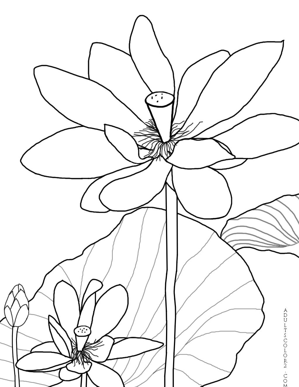 Lotus flower or water lily coloring page