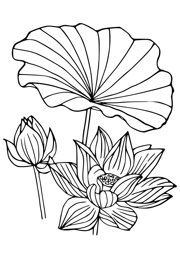 Lotus drawing for coloring page free printable nurieworld