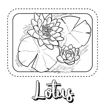 Lotus flower coloring pagebook by scworkspace tpt