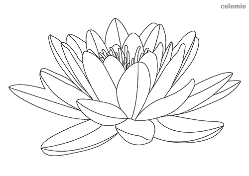 Flowers coloring pages free printable flower coloring sheets