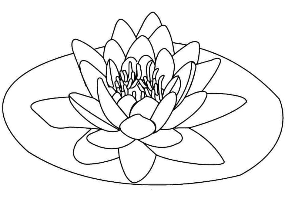 Free printable lotus coloring page