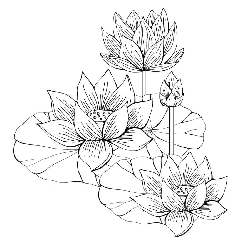 Free printable lotus coloring page