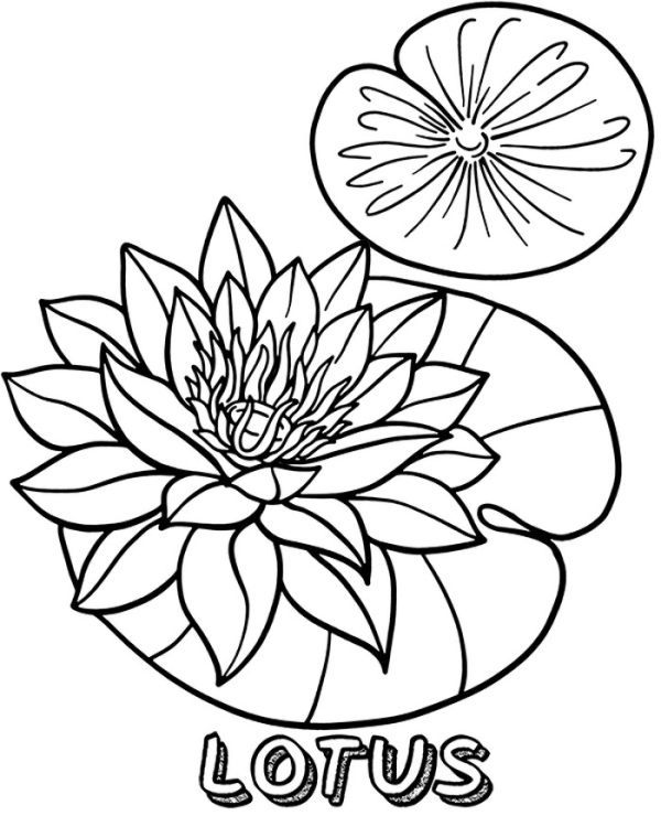 Lotus coloring pages printable pdf