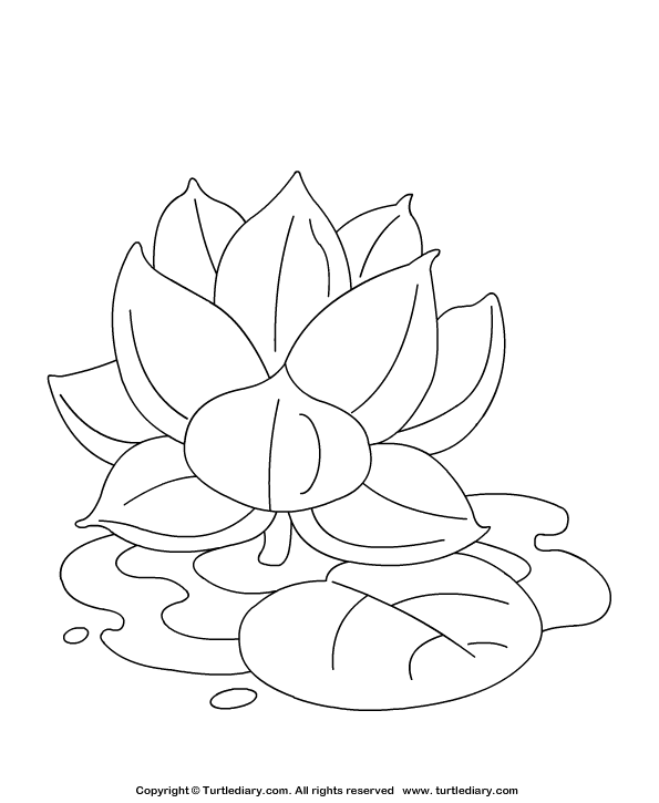 Lotus coloring sheet turtle diary