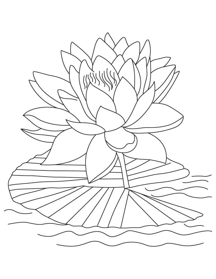 The lotus flower coloring page