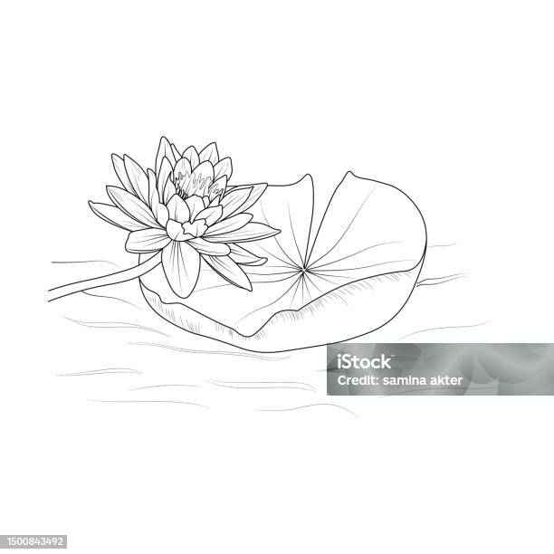 Lotus flower coloring pages for kids simple lotus flower outline drawings lotus clipart easy lotus flower