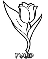 Flower of lotus coloring sheet page