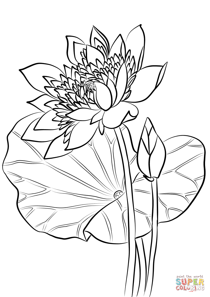 Sacred lotus coloring page free printable coloring pages