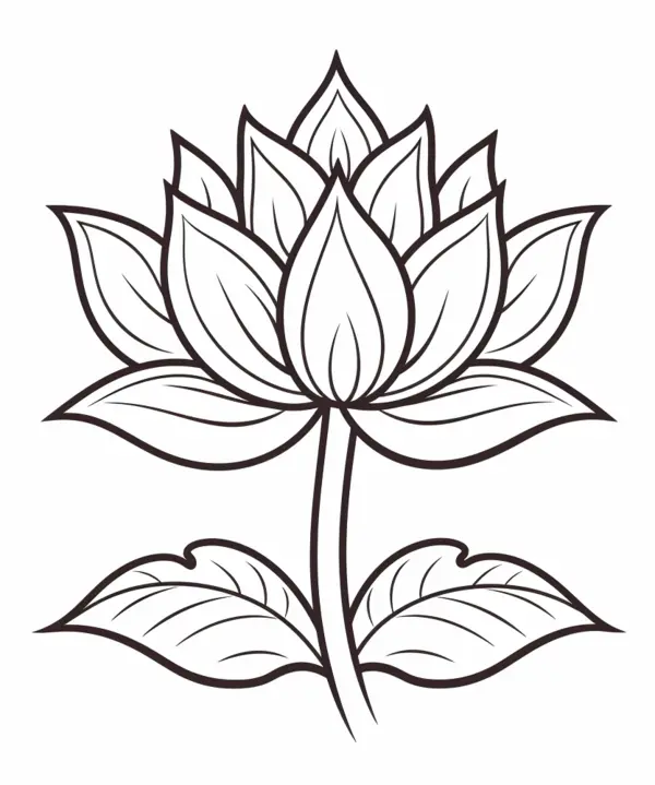 Ðï lotus flower