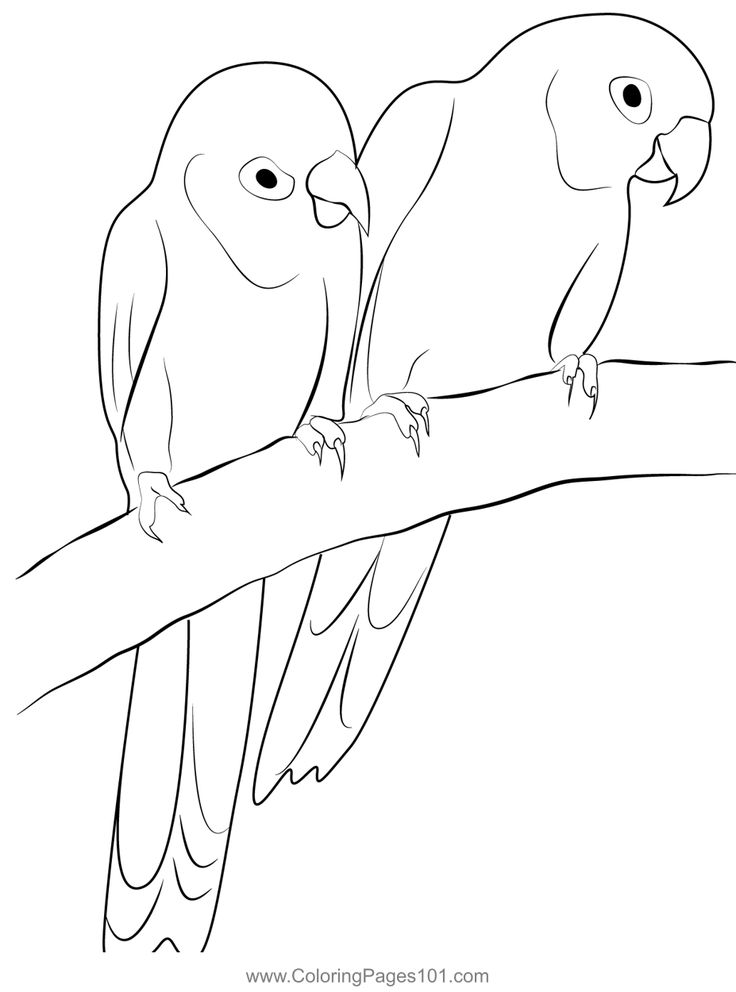 Love birds coloring page bird coloring pages coloring pages love birds