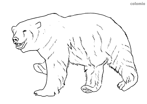 Bears coloring pages free printable bear coloring sheets