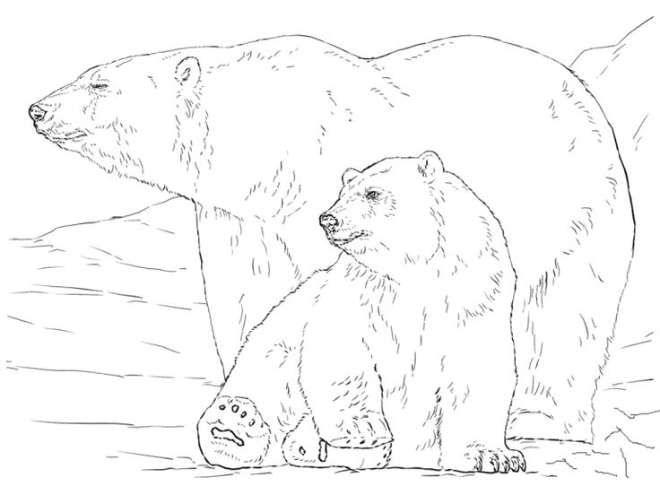 Realistic giant polar bear coloring pages for small children polar bear coloring page bear coloring pages polar bear art