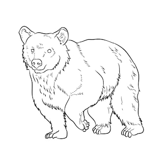 Page himalayan bear low poly images