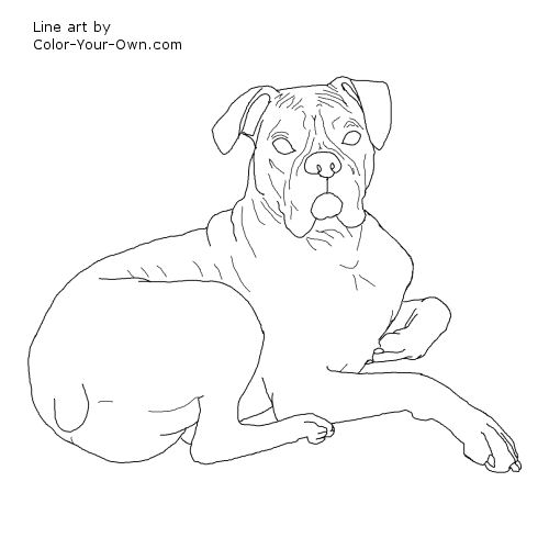 Boxer dog laying down coloring page