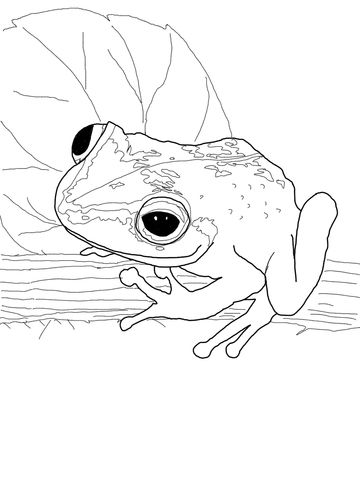 Coqui frog coloring page free printable coloring pages frog coloring pages animal coloring pages animal drawings